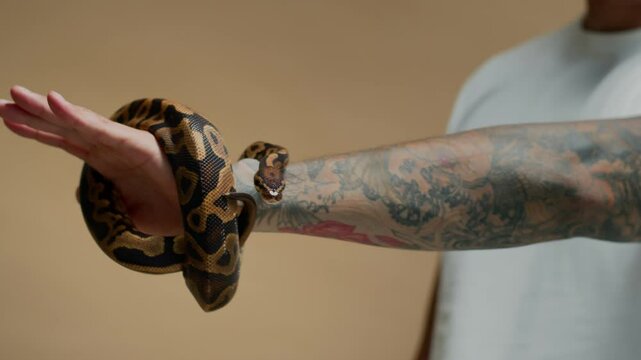 Pan shot of small ball python wriggling over tattooed arm of anonymous man on isolated background