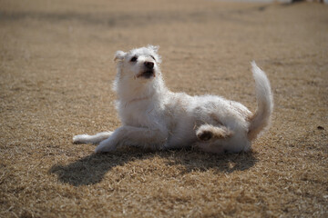A white mixed breed dog is having a happy time in the field.