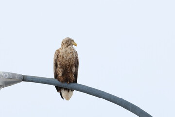 white-tailed eagle
