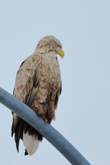 white-tailed eagle