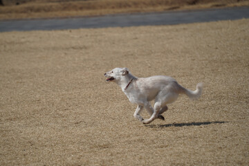 A white mixed breed dog is having a happy time in the field.