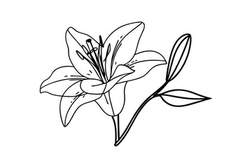 Vector illustration of lily flower