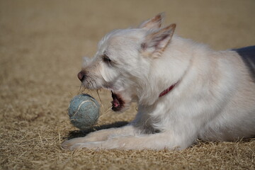A white mixed breed dog is having a happy time in the field.