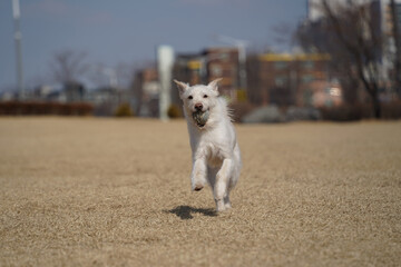 A white mixed breed dog is having a happy time in the field.