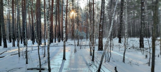 Obraz premium forest in winter