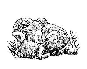 Ram sketch style drawing. Farm animal retro vector hand drawn illustration. Sheep lying on grass.