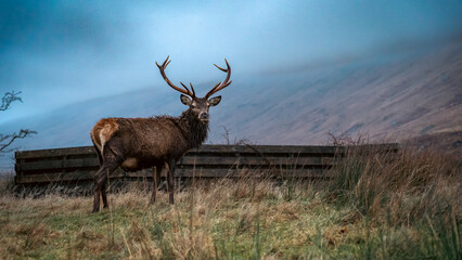 Scottish Red Stag 