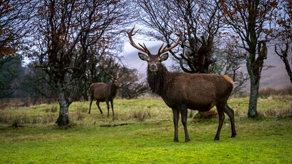 Scottish Red Stag 