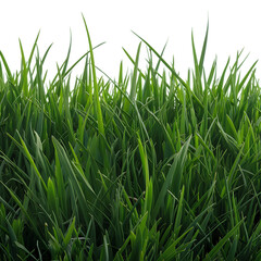 Obraz premium Isolated Green Grass Bunch Nature background and silhouette Green grass isolated for object design