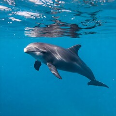 Fototapeta premium Endangered Vaquita Swimming in the Blue Depths