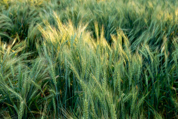 Green wheat ears ripen in the summer. Background of wheat. Rural landscape of wheat green field.