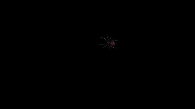 Black Widow Spider Crawling over Camera Lense 3D Animation with Alpha Channel Transparency in HQ QHD Apple ProRes Resolution. The Bug Looks Like it has Flying onto the Lens Glass. Visual Effect Overla