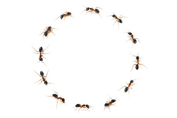 Banded Sugar Ant (Camponotus consobrinus) closeup isolated on white background, Banded sugar ants line up in a circle on isolated background, Group banded sugar ants line up in a circle