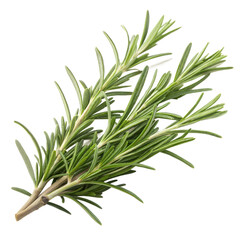 Obraz premium Stylish and clean Fresh Rosemary Sprig Close-up, Perfect for Culinary Stock Photos