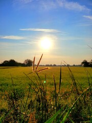 sunset over the field