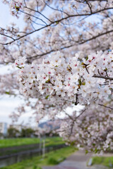 京都の桜