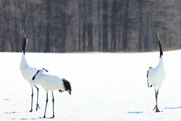 Obraz premium red-crowned crane