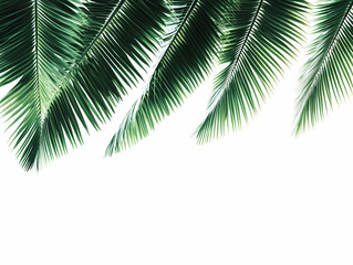 Tropical Palm Fronds Illustration