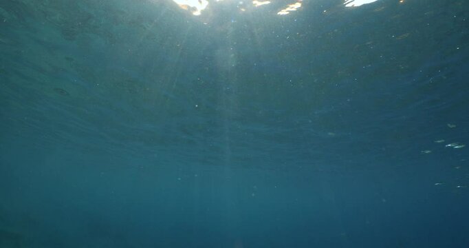 silversides atherinas sun shine and beams underwater silverside fish school Atherina boyeri mediterranean sea