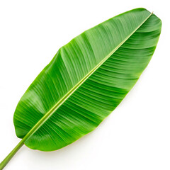 Fototapeta premium green leaf isolated