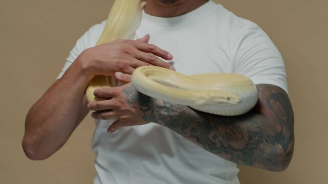 Cropped shot of male tattooed owner stroking albino pet snake crawling on his arm indoors