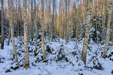 Birkenwald im Winter, Aalen, Baden-Württemberg, Deutschland