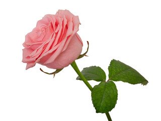 Róża.PNG. © Janusz Lipiński