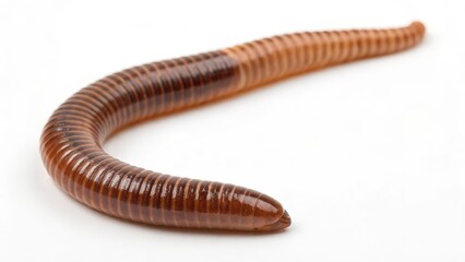 Earthworm on White Background