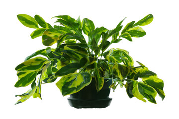 Potted variegated plant, studio shot, black background, home decor