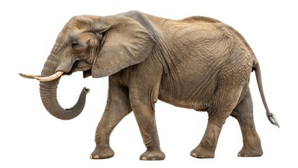 Obraz premium African Elephant Profile View