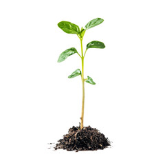 A young green sprout emerging from rich soil against a clean transparent background, sprout on transparent background