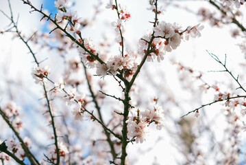 peach tree in bloom in the distance, spring, bloom, update.