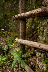 Exploring the Serenity of Nature: Rustic Wooden Ladder Amidst Lush Greenery in a Tranquil Forest Setting with Ferns and Wild Plants Abundant in a Peaceful Environment