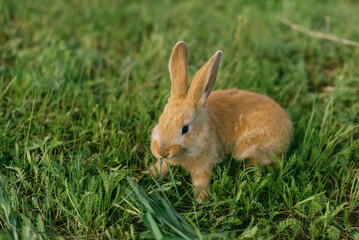 Red rabbit is chewing the green grass. food for rabbits. Happy Easter.