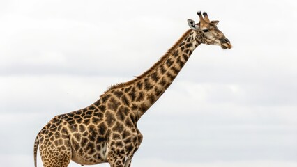Obraz premium Giraffe against Cloudy Sky