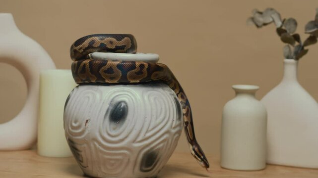 Zoom in shot of mottled python crawling off white ceramic vase in minimalist interior