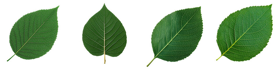 Vibrant Green Leaves in Nature   Botanical Foliage Backdrop for Eco Friendly Design  Lush vivid and delicate leaves against a plain background perfect for nature inspired organic