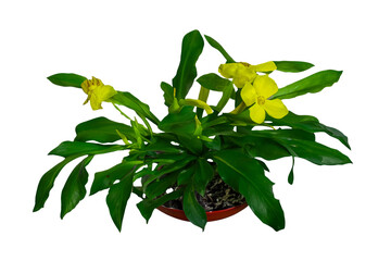 Yellow flowers potted plant dark background