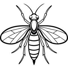 Alderflies isolated on white background 