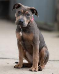 A young dog with a loyal gaze and unique coat pattern sits attentively on a concrete surface. Its...