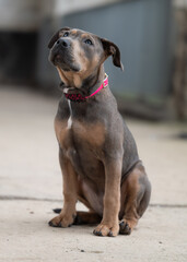 A young dog with a loyal gaze and unique coat pattern sits attentively on a concrete surface. Its curious expression and relaxed posture make the image especially expressive.