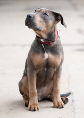 Obraz premium A young dog with a loyal gaze and unique coat pattern sits attentively on a concrete surface. Its curious expression and relaxed posture make the image especially expressive.