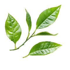 Obraz premium Fresh green tea leaves arranged artfully on a clean transparent background for a natural and calming aesthetic, Tea leaves on transparent background