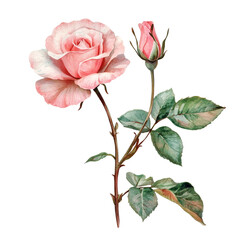 Fototapeta premium Elegant pink rose and budding flower on a delicate branch against a transparent backdrop, Rose flower with tree branch transparent background. Rose flower transparent background
