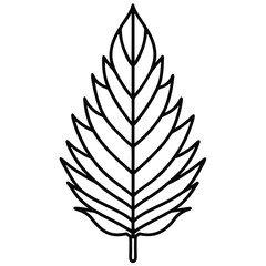 Obraz premium pine leaf isolated on white background 