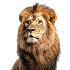 Fototapeta premium A majestic lion with its head tilted to the side, looking directly at you against a transparent background,