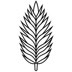 Fototapeta premium pine leaf isolated on white background 
