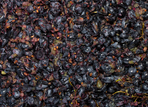 Wine material, grape juice - must, stum, maun. Technology of wine production in Moldova. The folk tradition of making wine. The ancient tradition of grape processing.