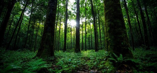 Obraz premium Sunlight in lush green forest, ferns on ground. Nature background