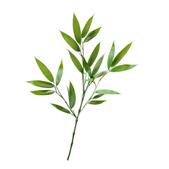 Fototapeta premium Bamboo leaf arrangement on a transparent background highlighting natural beauty and simplicity, bamboo leaf on transparent backgroundfile